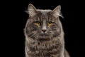 Closeup Portrait Kurilian Bobtail Cat Curious Looks, Black Background
