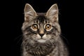 Closeup Portrait Kurilian Bobtail Kitty Curious Looks, Black Background