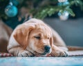 Closeup portrait of a Labrador Retriever puppy sleeping under a Christmas tree Royalty Free Stock Photo