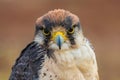 Closeup portrait of Lanner falcon looking at camera. Royalty Free Stock Photo