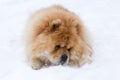 Closeup portrait of large beautiful reddish blond chow chow lying down enjoying fresh snow