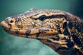 Closeup portrait of large lizard iguana in zoo Royalty Free Stock Photo