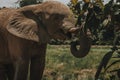 Closeup portrait of a large wild elephant trying to reach a tree for eating fresh summer leaves