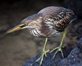 Closeup portrait of a Lava Heron Butorides sundevalli standing on rocks hunting for invertebrates in the Galapagos Islands, Ecua