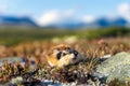 Closeup portrait of a lemming outdoors