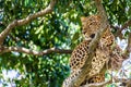 A closeup portrait of leopard on a tree inside Masai Mara national park reserve. Wildlife safari in Kenya, Africa