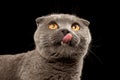 Closeup Portrait of Licked British Fold Cat on Black Royalty Free Stock Photo