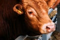Closeup portrait of limousin bull Royalty Free Stock Photo