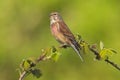 Linnet bird male, Carduelis cannabina singing