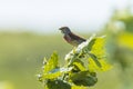 Linnet bird male, Carduelis cannabina singing