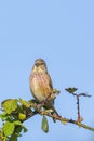 Linnet bird male, Carduelis cannabina with red breast singing