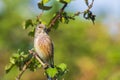 Linnet bird male, Carduelis cannabina with red breast singing