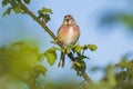 Linnet bird male, Carduelis cannabina with red breast singing