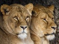 Closeup portrait of Lionesses Royalty Free Stock Photo