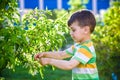 Closeup portrait of little child among branches of blooming spring tree. Royalty Free Stock Photo