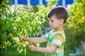 Closeup portrait of little child among branches of blooming spring tree. Child plays active games outdoors Royalty Free Stock Photo