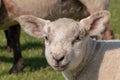 Closeup portrait of a little cute lamb with a smiley face in a grazing land