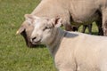 Closeup portrait of a little cute lamb with a smiley face in a grazing land Royalty Free Stock Photo