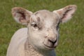 Closeup portrait of a little cute lamb with a smiley face in a grazing land Royalty Free Stock Photo