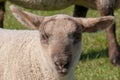Closeup portrait of a little cute lamb with a smiley face in a grazing land