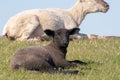 Closeup portrait of a little cute lamb with a smiley face lying in a grazing land