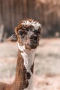 Closeup portrait of little llama. Alpaca with shallow depth of field funny face laughing Royalty Free Stock Photo