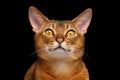 Closeup Portrait of Lovely Abyssinian cat with Heart Nose