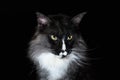 Closeup Portrait of Maine Coon Cat Head, Gaze Looking in Camera Isolated on Black Background Royalty Free Stock Photo