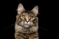 Closeup portrait Maine Coon Cat Isolated on Black Background Royalty Free Stock Photo