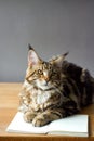 Close-up portrait of Maine Coon cat sitting on a wooden table and reading a book, selective focus, copyspace Royalty Free Stock Photo