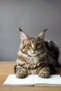 Close-up portrait of Maine Coon cat sitting on a wooden table and reading a book, selective focus, copyspace Royalty Free Stock Photo