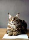 Close-up portrait of Maine Coon cat sitting on a wooden table and reading a book, selective focus, copyspace Royalty Free Stock Photo