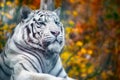 Closeup portrait of a majestic white tiger