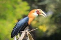 Closeup portrait of a male Blyth`s hornbill Rhyticeros plicatus