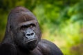 closeup portrait of a male gorilla sitting before a green background Royalty Free Stock Photo