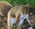 Closeup portrait of a male gray squirrel on a ground Royalty Free Stock Photo