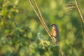 Male Linnet bird, Carduelis cannabina singing