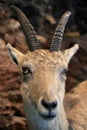 Mountain goat portrait Royalty Free Stock Photo