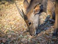 Closeup portrait of male Nyala antelope in Mlilwane Wildlife Sanctuary, Swaziland, Southern Africa