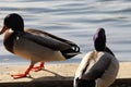 A closeup and portrait of a Mallard Duck near the edge of a lake Royalty Free Stock Photo