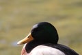 A closeup and portrait of a Mallard Duck near the edge of a lake Royalty Free Stock Photo