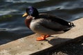 A closeup and portrait of a Mallard Duck near the edge of a lake Royalty Free Stock Photo