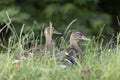 closeup portrait of mallard ducks females in green grass