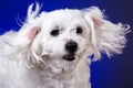 Closeup portrait of maltese dog in dynamic ears on blue background