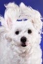 Closeup portrait of maltese dog in dynamic ears on blue background