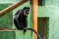 Closeup portrait of a mantled guereza, tropical monkey from Africa