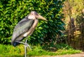 Closeup portrait of a marabou stork, tropical bird that lives in Africa and Asia Royalty Free Stock Photo