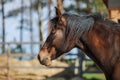 Mare horse in paddock in spring in daytime Royalty Free Stock Photo