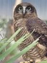 Astounding lovely Rufous Owl. Royalty Free Stock Photo
