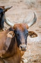 Closeup portrait of Mauritanian bull as part of a cattle herd in the Sahara desert, Mauritania, North Africa Royalty Free Stock Photo